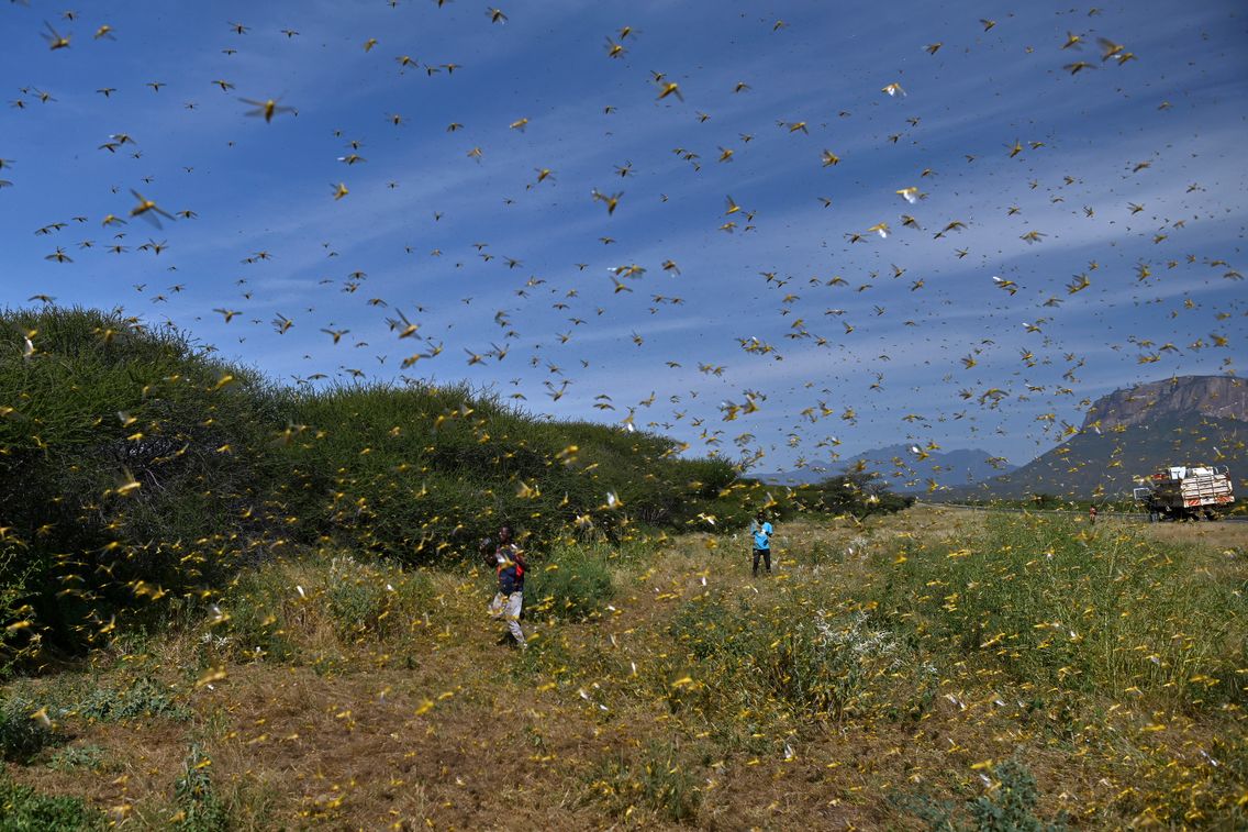 Seconde invasion de criquets en Namibie