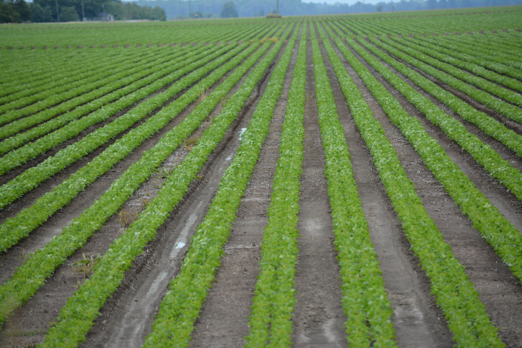 Akilimo, une technologie de support aux agriculteurs africains