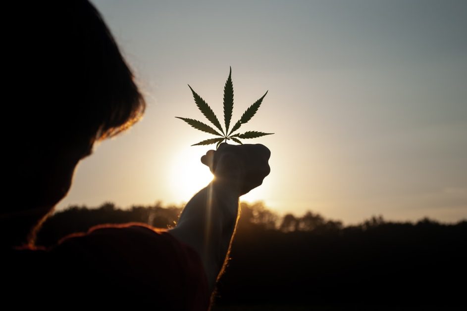 CHEEBA ACADEMY, LE CANNABIS A SON CAMPUS