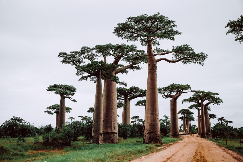 LE BAOBAB, PILIER SOCIAL ET ÉCONOMIQUE
