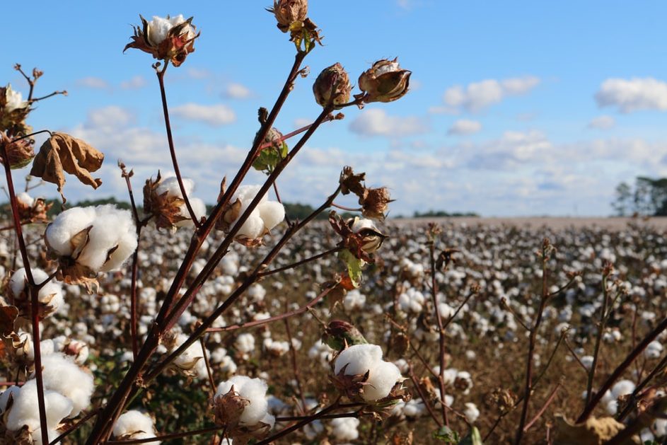 LES OUÏGHOURS RÉDUITS AU TRAVAIL FORCE DANS LES CHAMPS DE COTON
