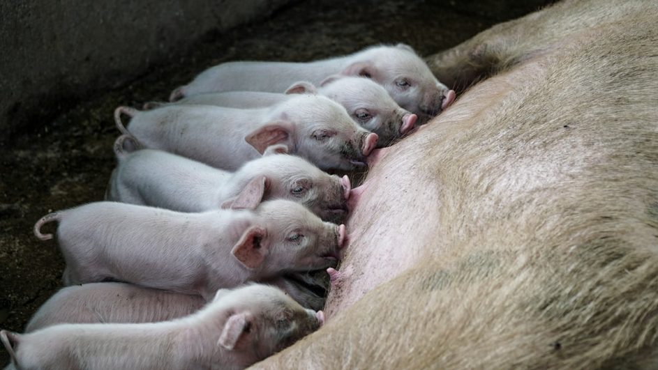 FERME PORCINE GÉANTE EN CHINE