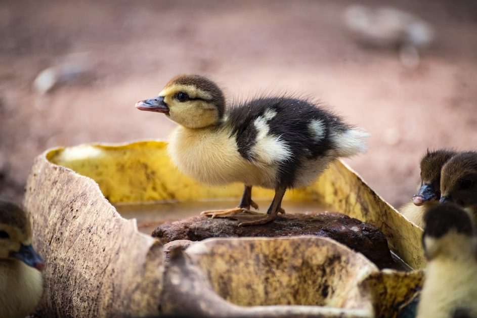 Grippe aviaire : revoir le modèle d’élevage