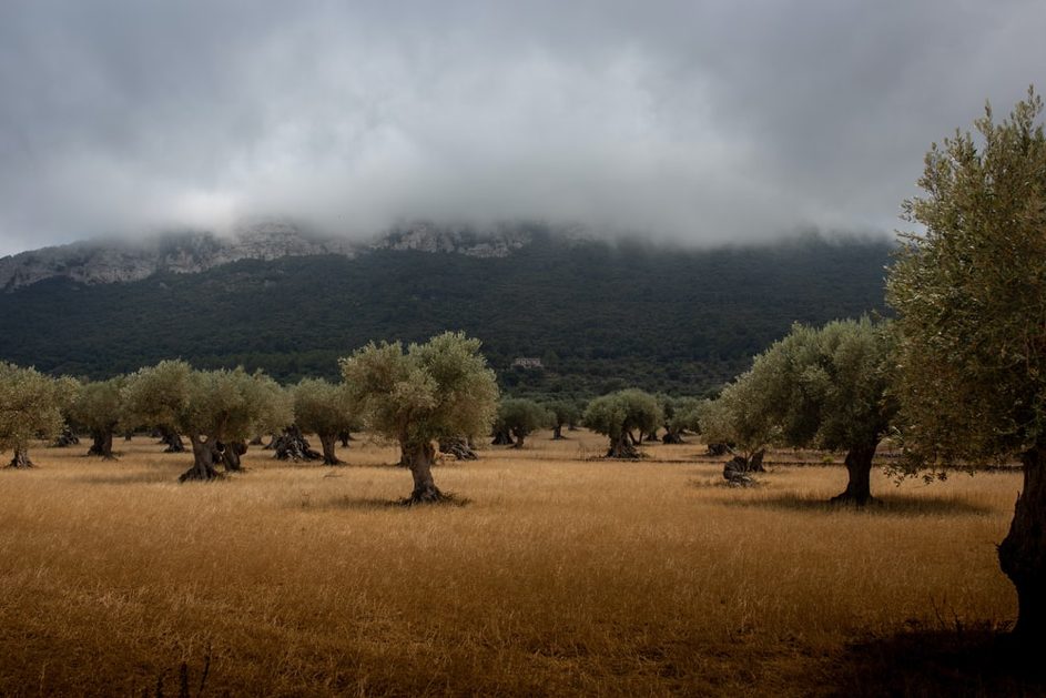 L’HUILE D’OLIVE BIO SE FÉMINISE EN TUNISIE