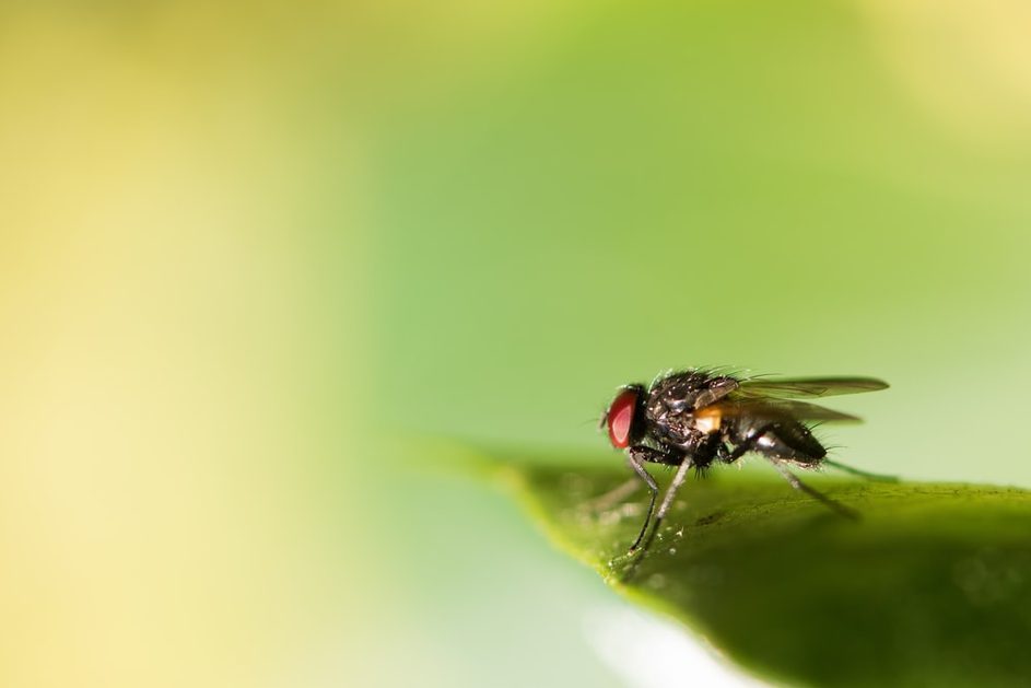 Menaces sur l’élevage d’insectes