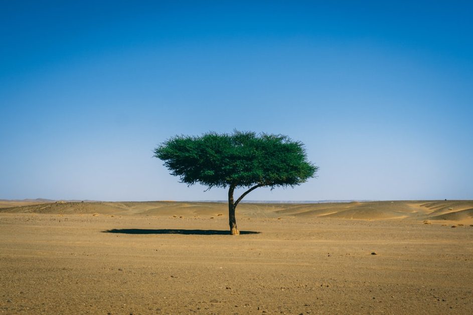 Sahel, le rêve africain