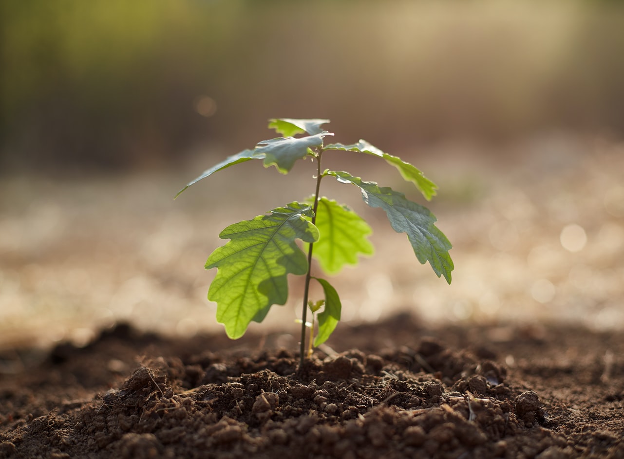 Les principales fonctions du phosphore dans les plantes