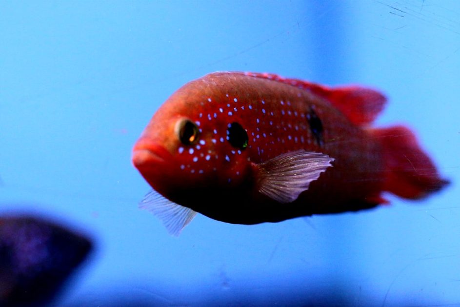 Laboratory fish