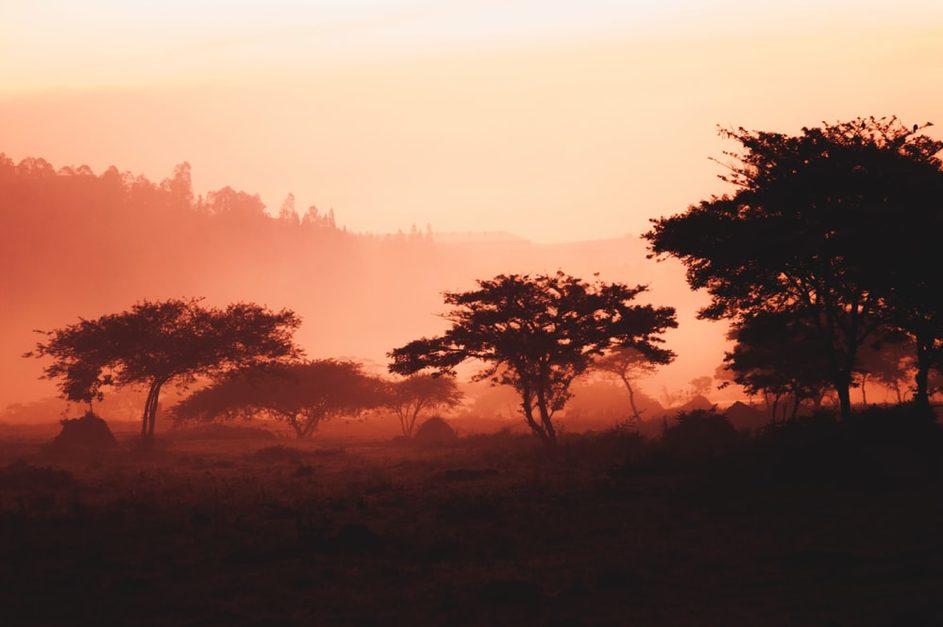 Rwanda, African pioneer of the green transition