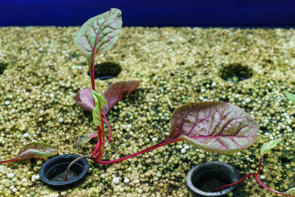 Aquaponie : quand les poissons fertilisent les plantes
