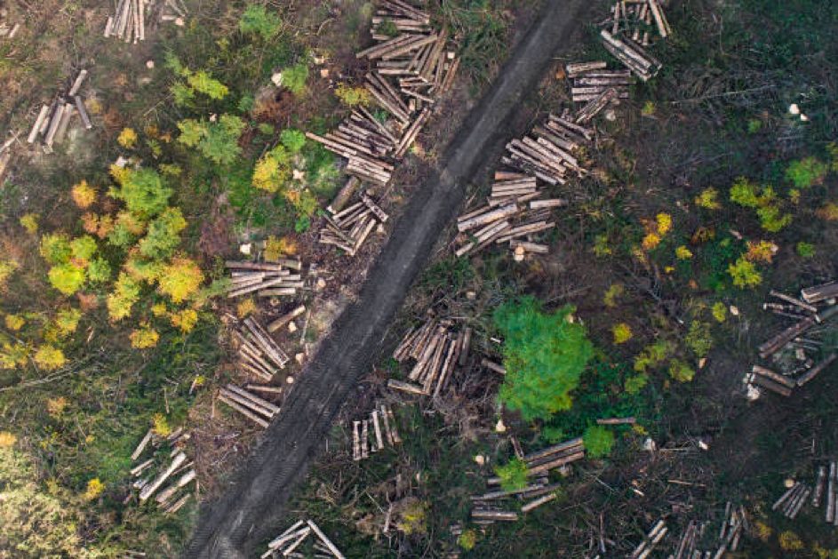 La déforestation ne connaît pas de répit