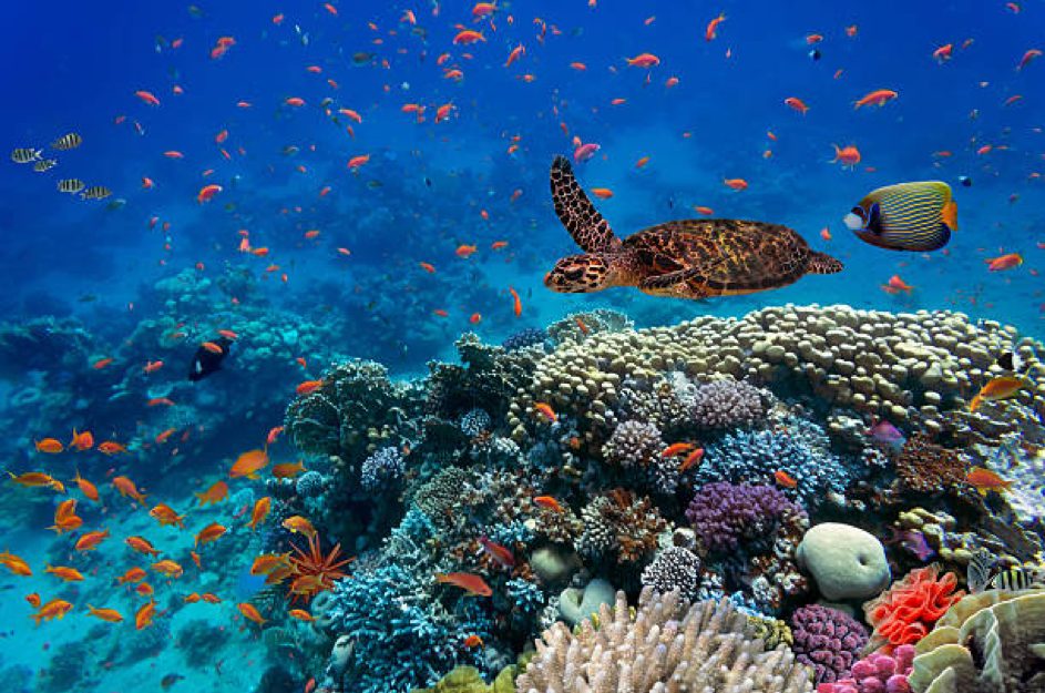 Financer la biodiversité