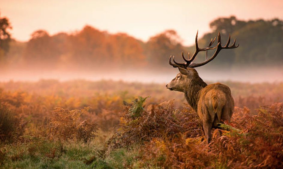 Grande-Bretagne : des terres agricoles rendues à  la nature