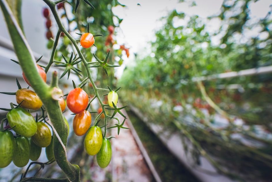 Jungle Corp mise sur les fermes verticales