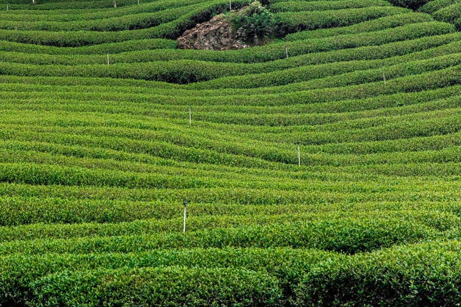 Mesurer le stockage de carbone par les terres agricoles