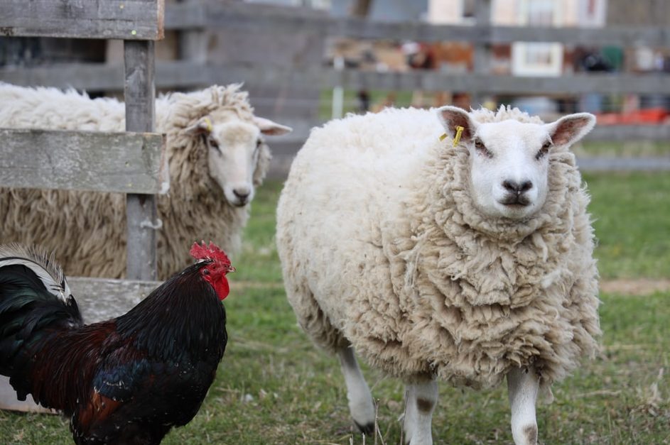 La cause animale progresse rapidement