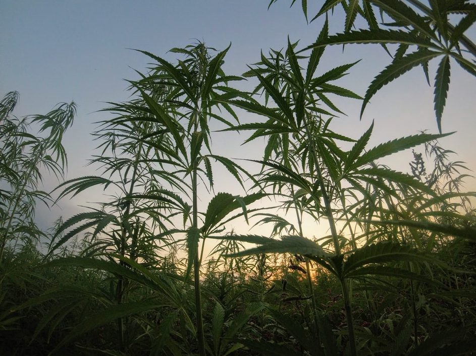 Le Maroc veut dépénaliser la culture du cannabis et réorganiser sa production