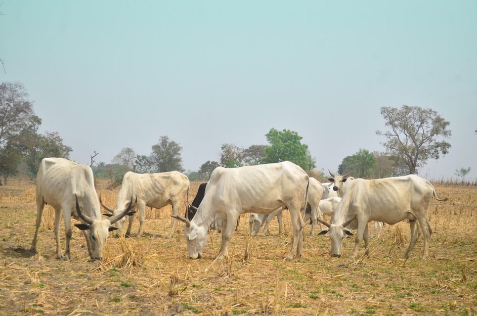 Défendre l’agriculture au sein de la ZLECAF