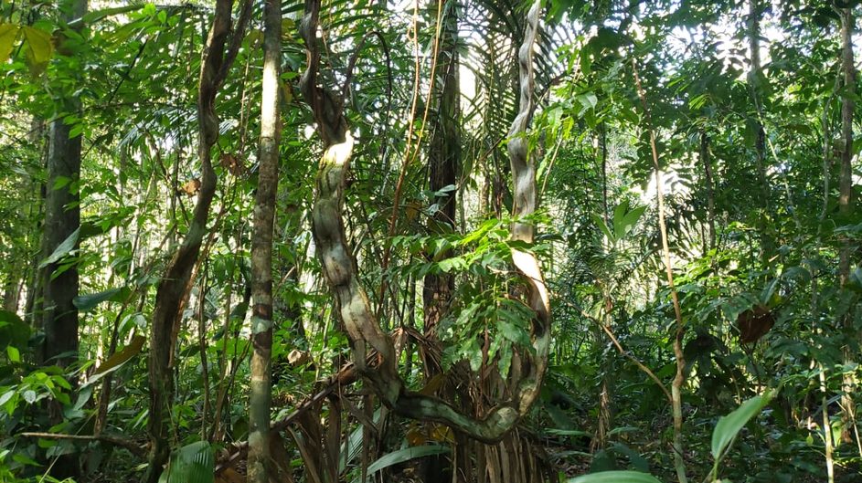 Les exploitants brésiliens ne veulent pas être privés de forêt