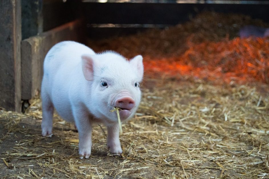 Un nouveau départ pour la filière porcine