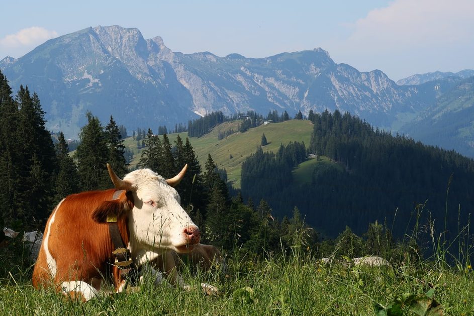 Un masque écologique pour les vaches
