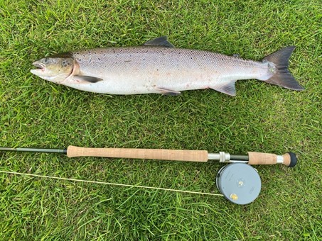 "Millenial Salmon", for a more sustainable salmon.
