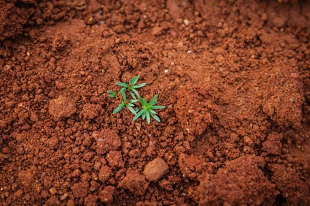 $100 millions pour soutenir l’action d’OCP en faveur de l’agriculture africaine