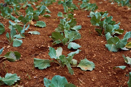 L’agroécologie, passage obligé