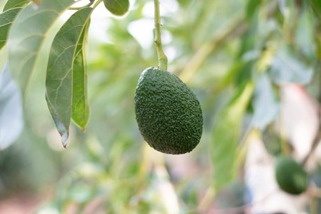 L’avocat, fruit star