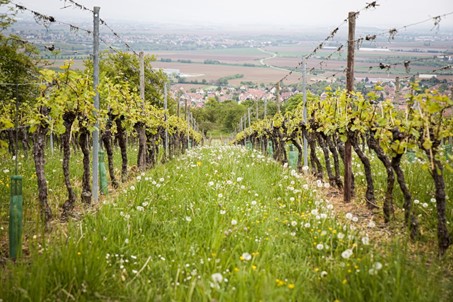 Des biostimulants pour revitaliser les sols