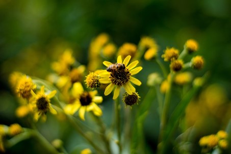 Une membrane essentielle à la reproduction des plantes