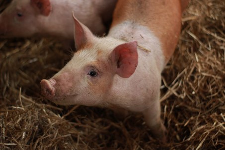 Retour de la fièvre porcine en Allemagne