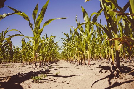 Bayer investit dans l’agriculture durable