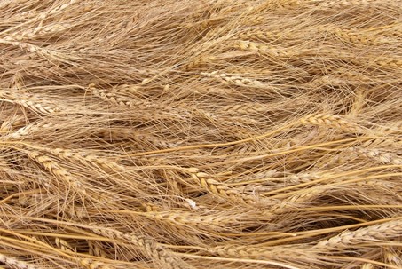 La paille de blé, nouveau biocarburant