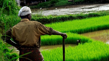 Les GAFA au secours de l’agriculture indienne