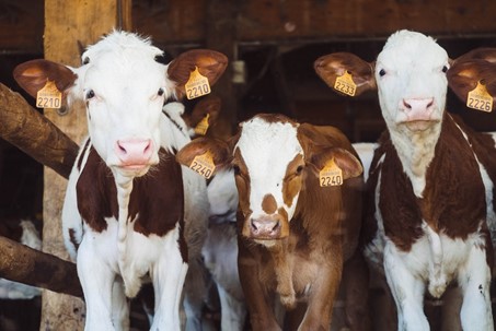 Cows can learn to be clean