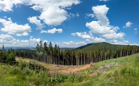 Répit pour les exploitants de forêts européens