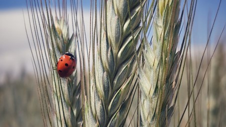Une ferme pour expérimenter la transition vers une agriculture sans pesticides
