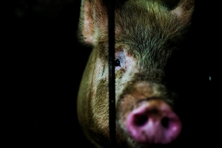 Hôtels de 13 étages pour porcs en Chine