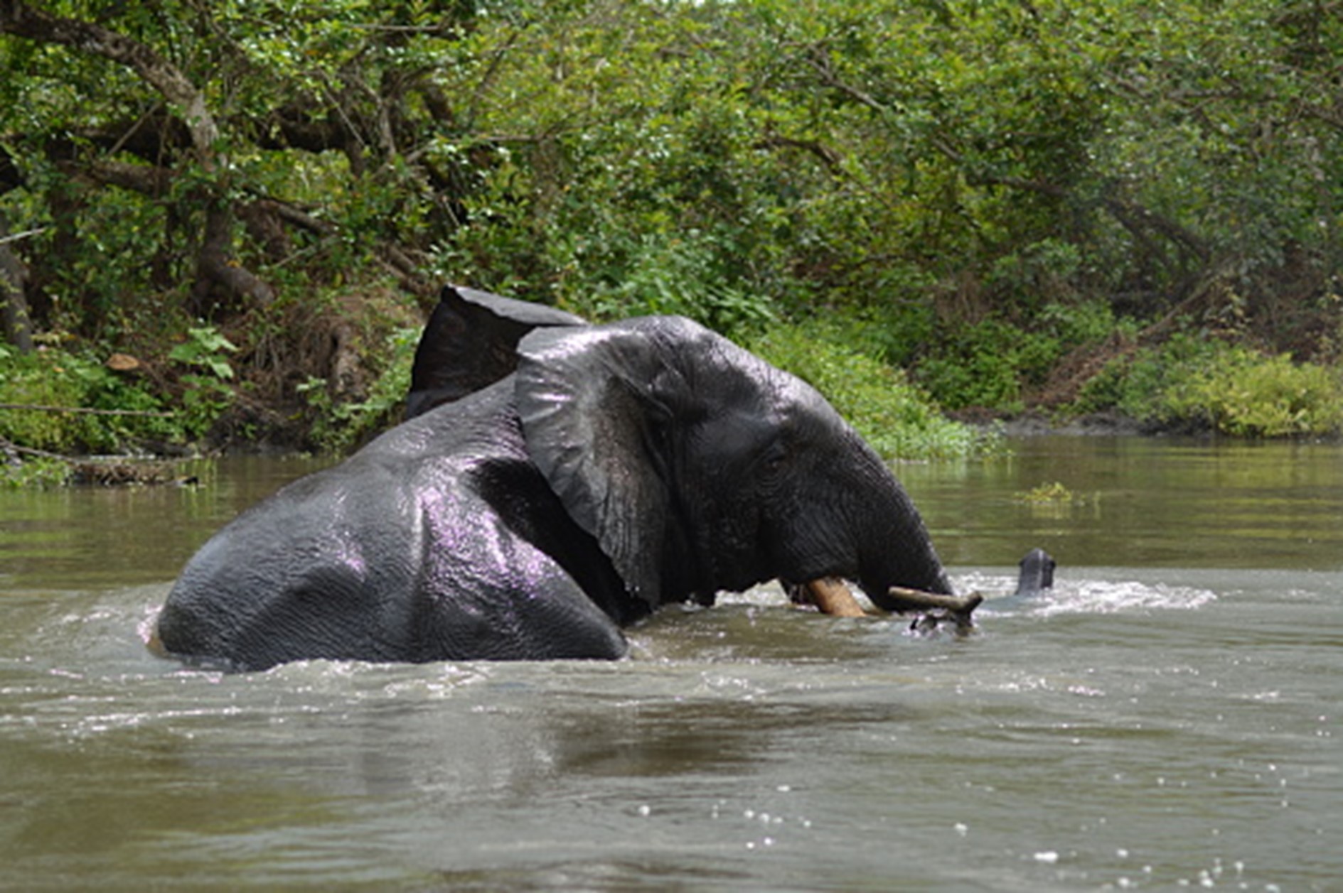 LE GABON FAIT LE PARI D’UNE TRANSITION ÉCOLOGIQUE INCLUSIVE