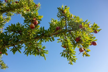 Saison sans fruits pour l’arganier
