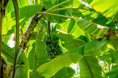Le changement climatique provoque une multiplication des nuisibles dans les écosystèmes agricoles