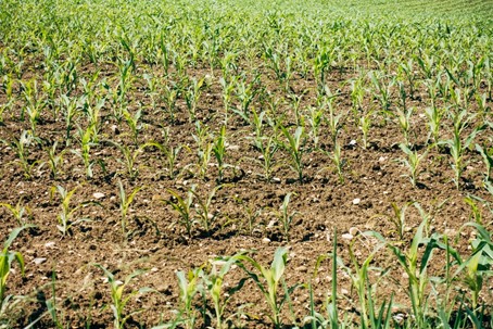 La plateforme marocaine AgriEdge améliore la productivité de la culture du blé