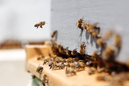 Le rucher d’Inzerki, au Maroc, perd ses abeilles