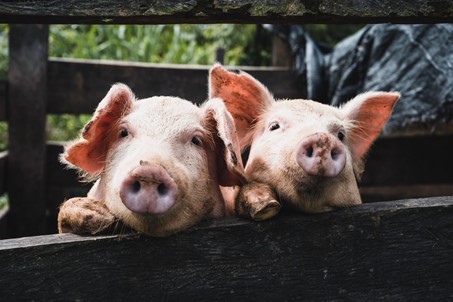 Apprendre à mieux traiter les animaux grâce aux vocalises
