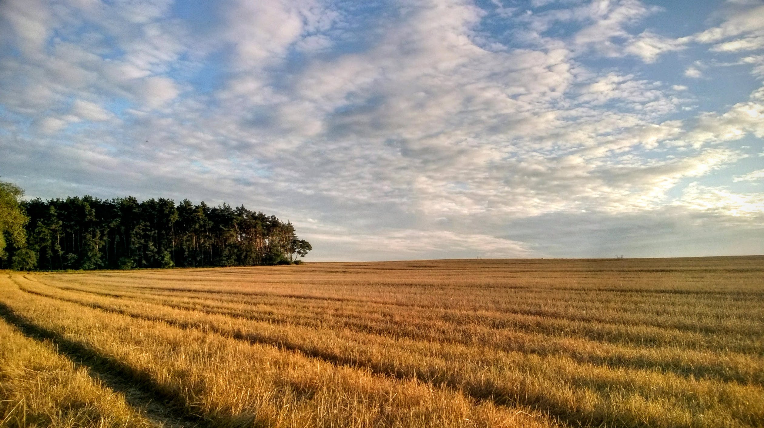 Grain supplies in the Mediterranean basin severely compromised