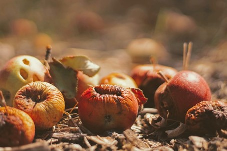 L’upcycling au bénéfice de l’alimentaire et de la cosmétique