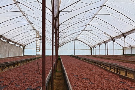 Sauver la filière cacao sur le long terme