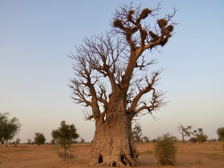 L’Afrique subsaharienne face à la désertification