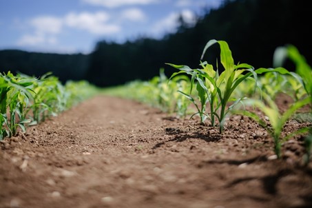 Le biocarburant menace-t-il la sécurité alimentaire ?